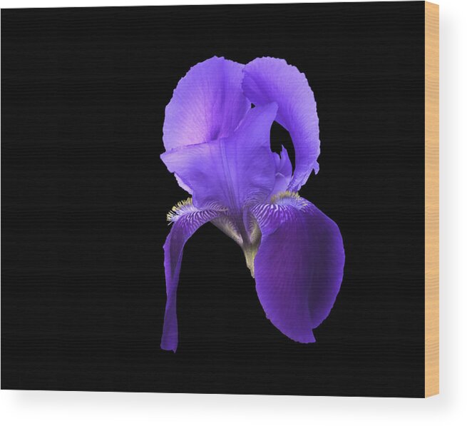 Iris Wood Print featuring the photograph Iris by Mike Stephens