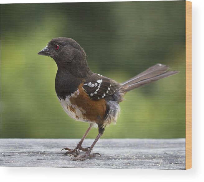 Bird Wood Print featuring the photograph Is Cecil around by Jean Noren