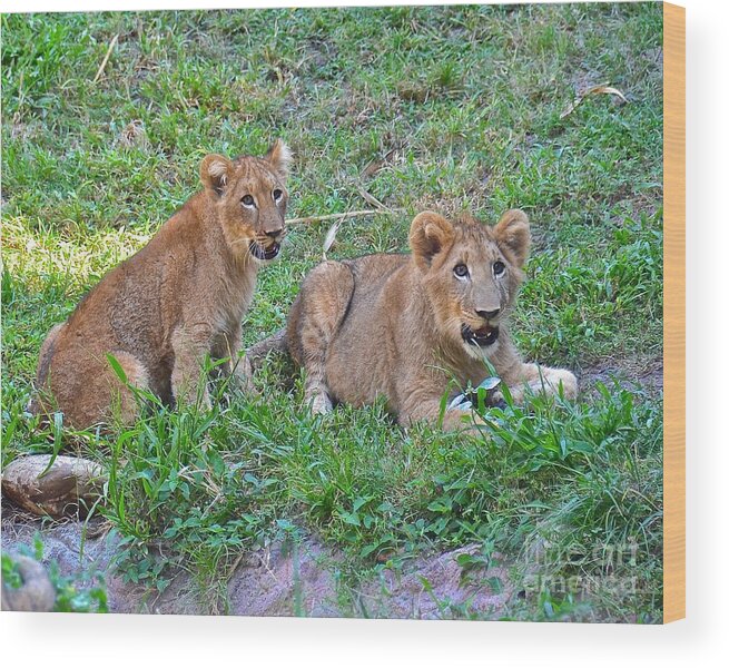 Lion Wood Print featuring the photograph Is It Time To Play Catch by Carol Bradley