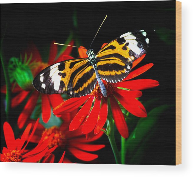 Heliconius Ismenius Wood Print featuring the photograph Ismenius Tiger Butterfly by Mark Andrew Thomas