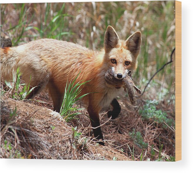 Fox Wood Print featuring the photograph It's What's for Dinner by Jim Garrison