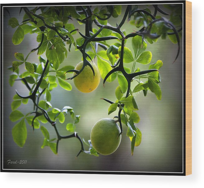 Flying Wood Print featuring the photograph Japanese Orange Tree by Farol Tomson