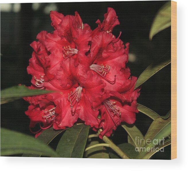 Rhododendron Wood Print featuring the photograph Johnny Bender by Chris Anderson