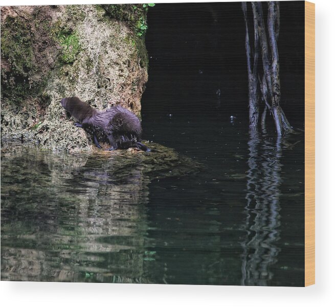 Mink Wood Print featuring the photograph Juvenile Mink at Cove Creek by Michael Dougherty