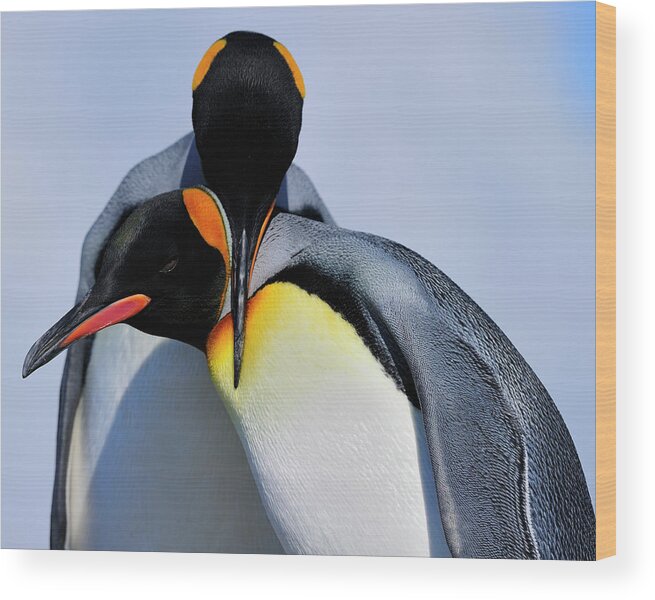 King Penguin Wood Print featuring the photograph King Penguins Bonding by Tony Beck