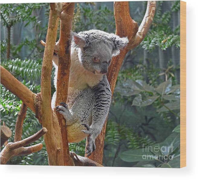 Koala Wood Print featuring the photograph Koala by Rodney Campbell