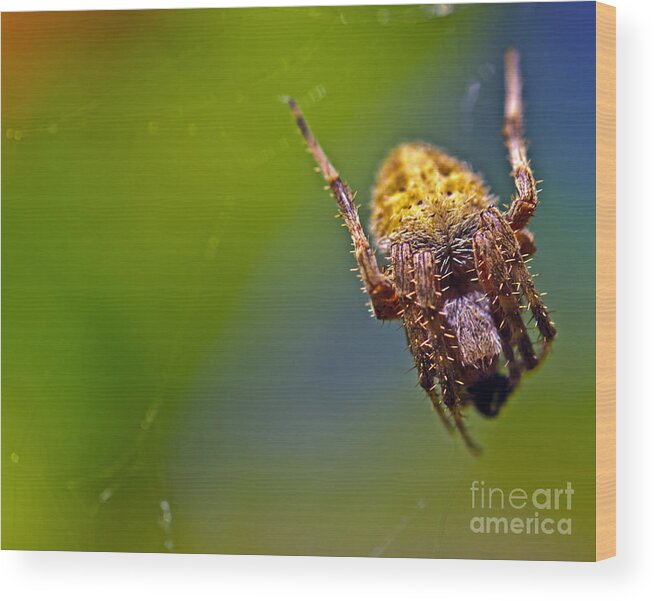 Spiders Wood Print featuring the photograph Lady Spider by PatriZio M Busnel