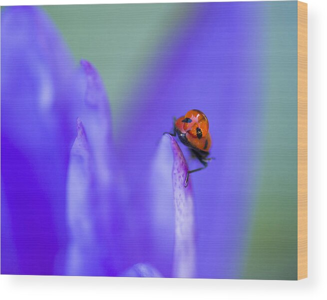 Ladybug Wood Print featuring the photograph Ladybug Adventure 8x10 by Priya Ghose