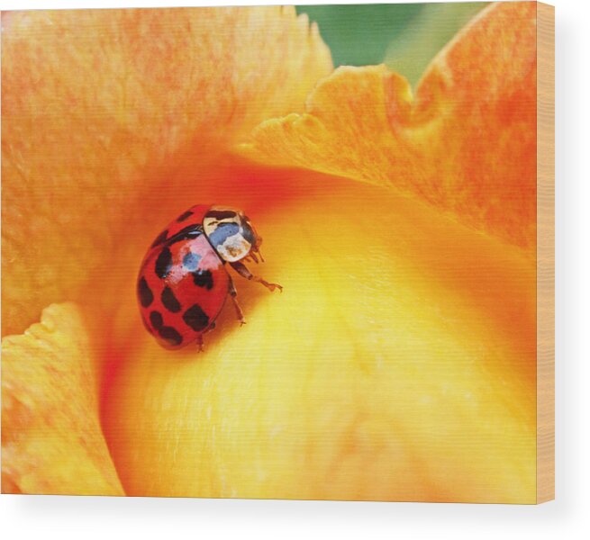 Ladybug Wood Print featuring the photograph Ladybug by Rona Black