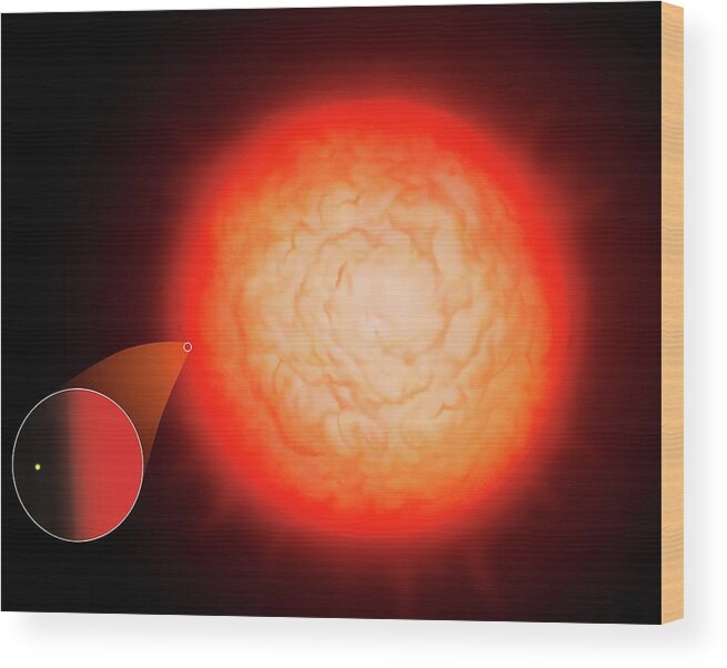 Star Wood Print featuring the photograph Largest Star Uv Scuti Compared To Sun by Mark Garlick