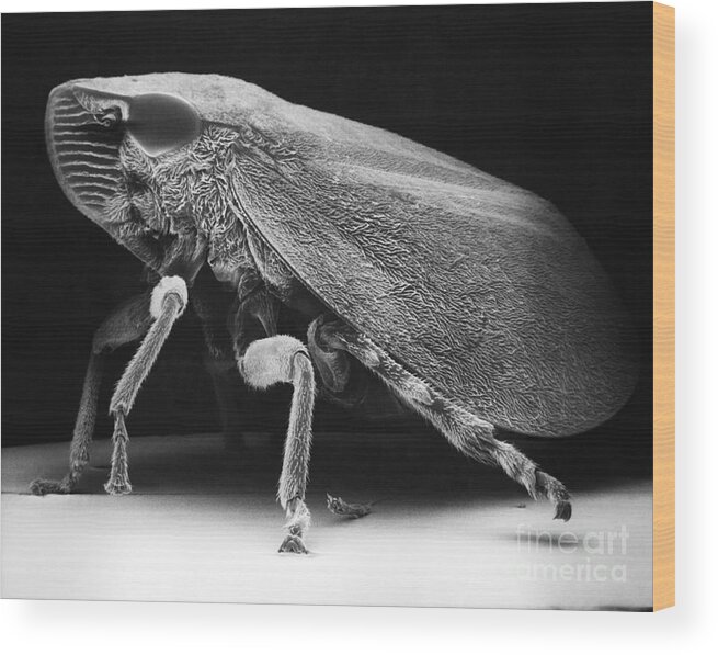 Green And Yellow Sharp-headed Leafhopper Wood Print featuring the photograph Leafhopper by David M. Phillips