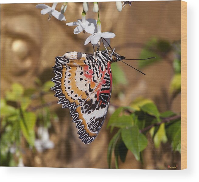 Scenic Wood Print featuring the photograph Leopard Lacewing Butterfly DTHU619 by Gerry Gantt