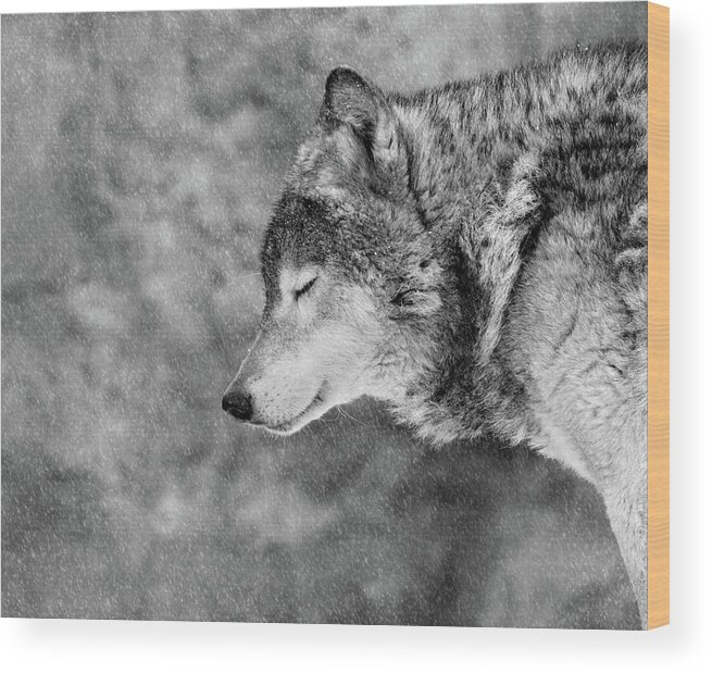 Wolf Wood Print featuring the photograph Let It Snow by Victoria Ivanova