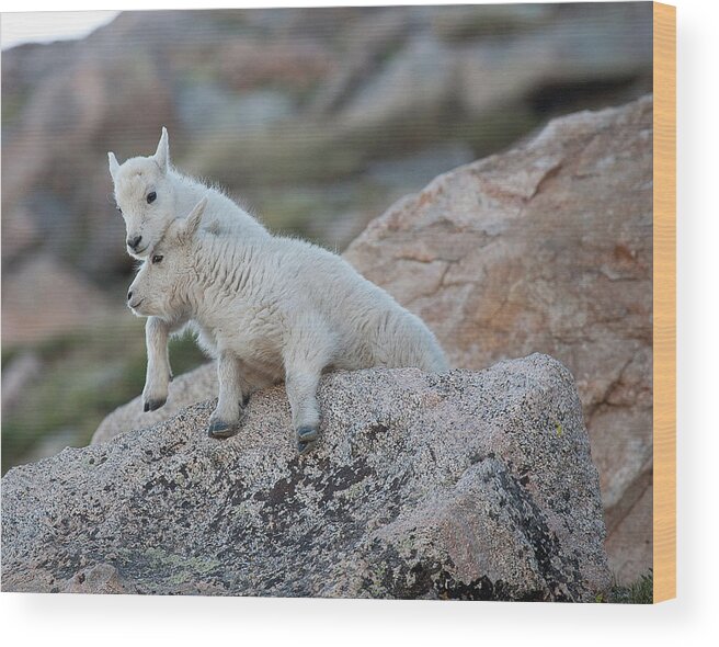 Mountain Goats Wood Print featuring the photograph Life is a Struggle by Jim Garrison