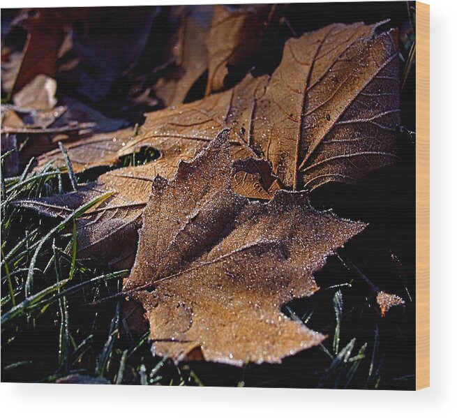 Leaves Wood Print featuring the photograph Lightly Frosted by Rona Black