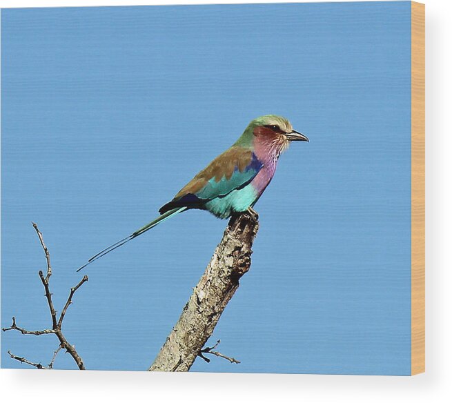 Bird Wood Print featuring the photograph Lilac-breasted Roller by Christy Cox
