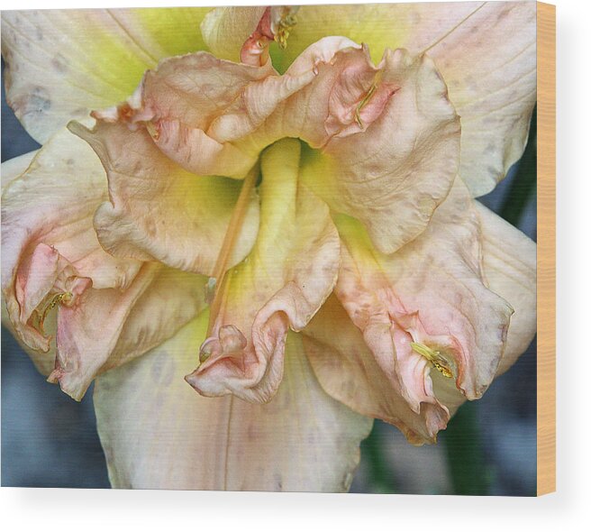 Lily Wood Print featuring the photograph Lily 2 by M Kathleen Warren