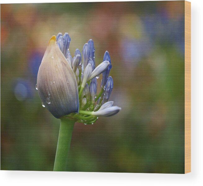 Lily Of The Nile Wood Print featuring the photograph Lily of the Nile by Rona Black