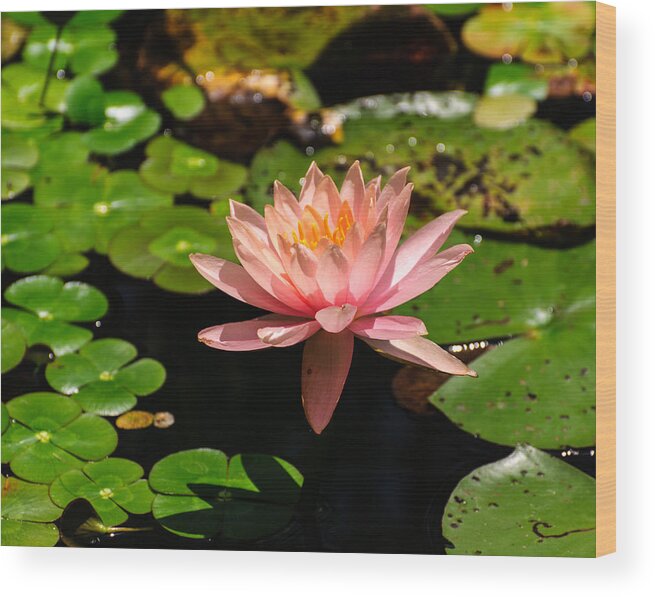 Lily Wood Print featuring the photograph Lily pad by John Johnson