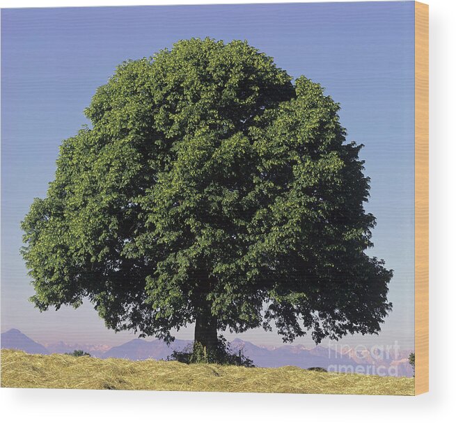 Tilia Platyphyllos Wood Print featuring the photograph Linden Tree In Summer by Hermann Eisenbeiss