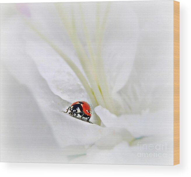Ladybird Wood Print featuring the mixed media Little Ladybug by Morag Bates