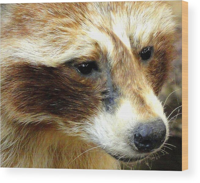 Animal Wood Print featuring the photograph Lone Ranger or Raccoon  by Mary Beth Landis