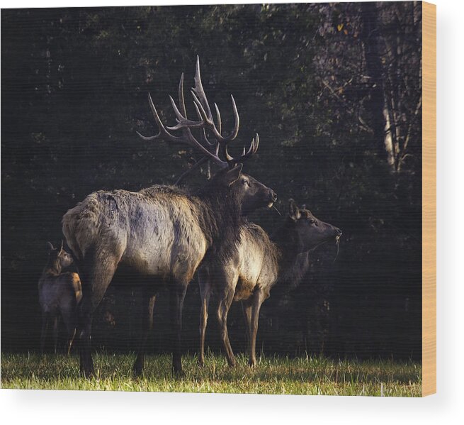 Elk Wood Print featuring the photograph Looking for Intruders by Michael Dougherty