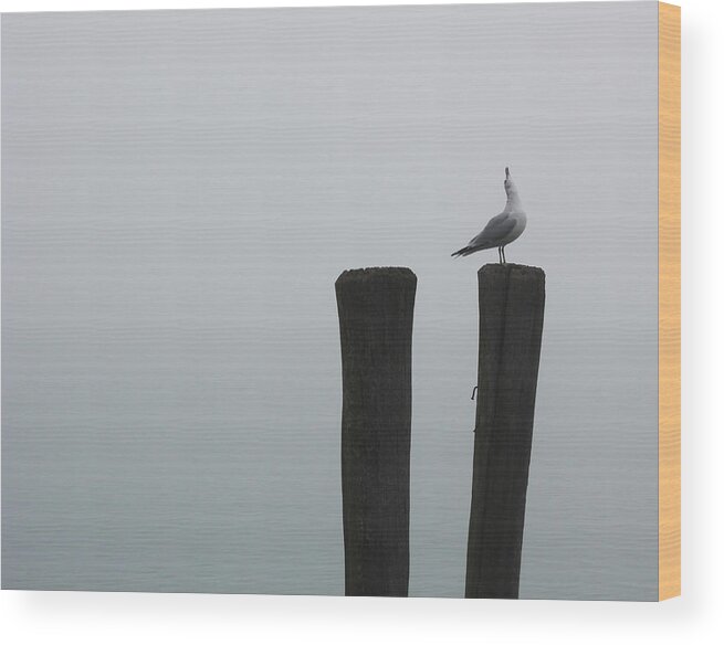 Gull Wood Print featuring the photograph Looking Up by Mary Bedy