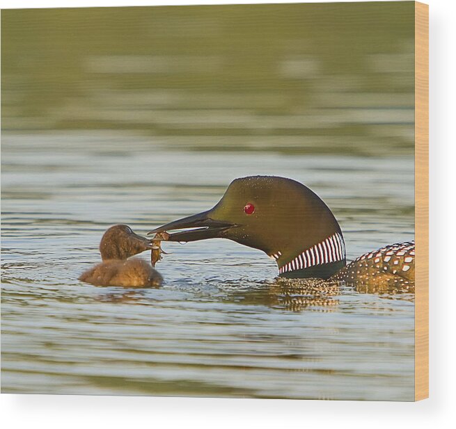 Loon Wood Print featuring the photograph Loon Feeding Chick by John Vose