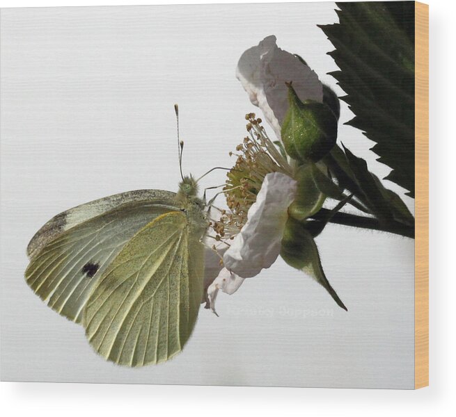 Butterfly Wood Print featuring the photograph Lunch Time by Kristy Jeppson