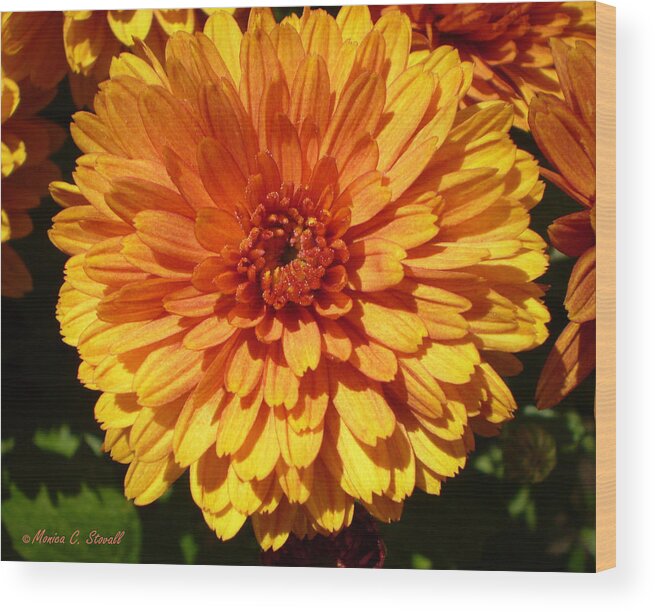 Close Up Bright Orange With Orange Reddish Center Flower For Wall Hanging And Decor Wood Print featuring the photograph M Bright Orange Flowers Collection No. BOF5 by Monica C Stovall
