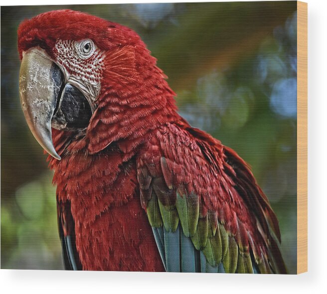 Macaw Wood Print featuring the photograph Macaw Portrait by Maggy Marsh