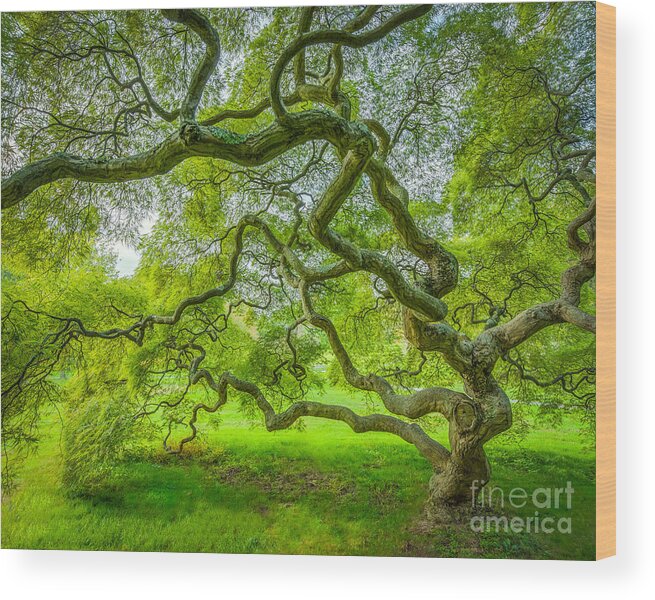 Magical Japanese Maple Tree Wood Print featuring the photograph Magical Maple Tree by Michael Ver Sprill