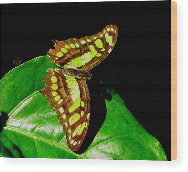 Nature Wood Print featuring the photograph Malachite Butterfly by Judy Wanamaker