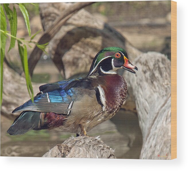 Marsh Wood Print featuring the photograph Male Wood Duck DWF029 by Gerry Gantt