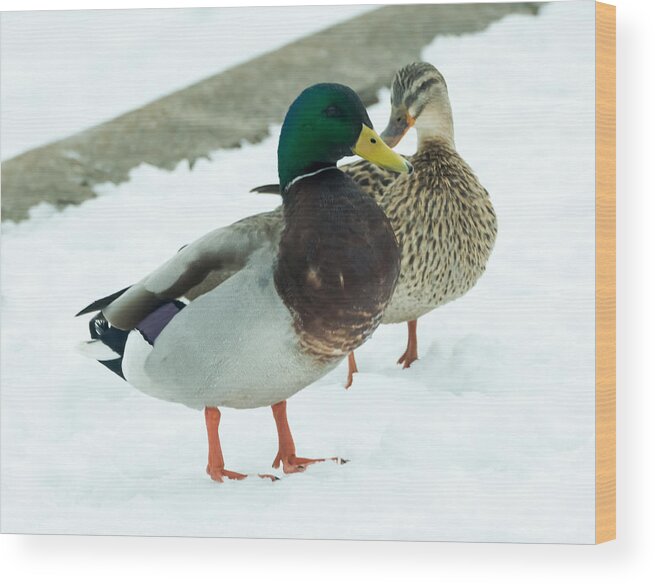 Drake Wood Print featuring the photograph Mallards in the Snow by Holden The Moment