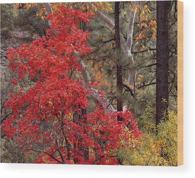 Arizona Wood Print featuring the photograph Maple Sycamore Pine-H by Tom Daniel