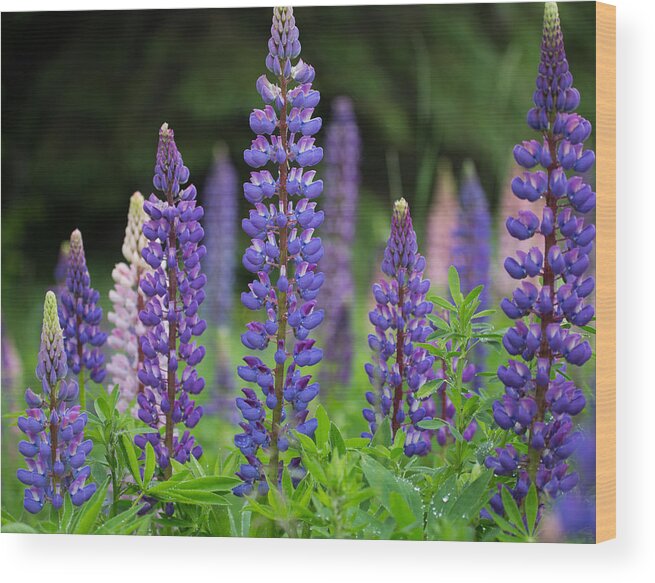 Minnesota Wood Print featuring the photograph Minnesota Lupine by Paul Schultz