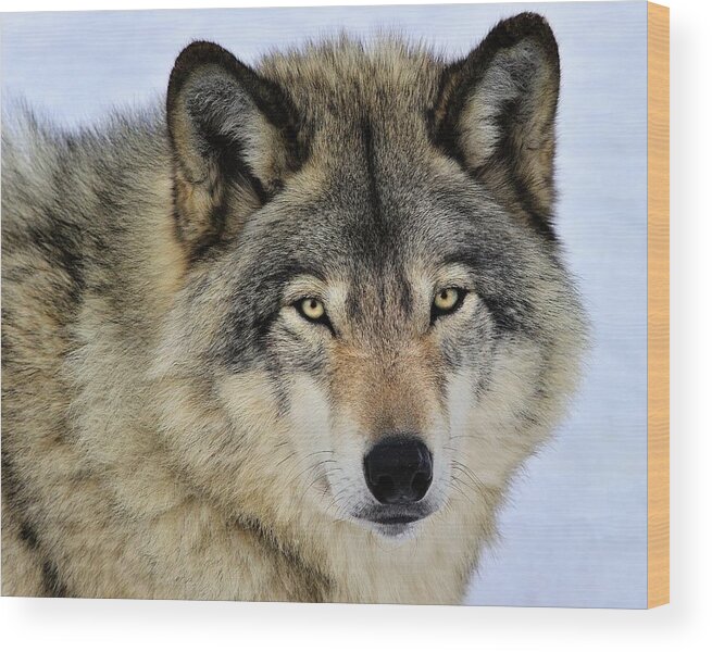 Timber Wolf Wood Print featuring the photograph Misunderstood by Tony Beck