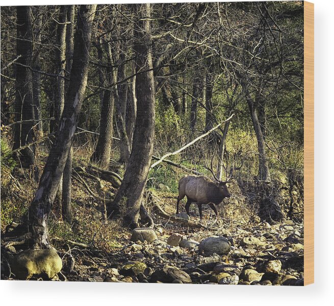 Bull Elk Wood Print featuring the photograph Monarch Crossing the Buffalo by Michael Dougherty