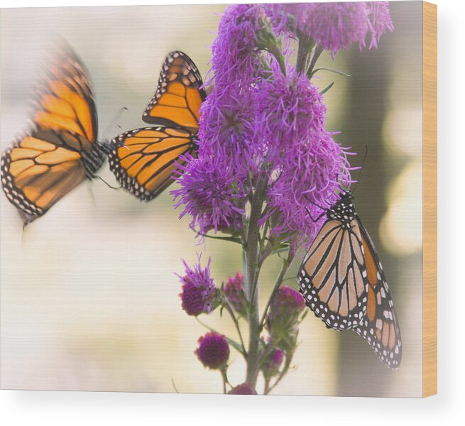 Monarch Wood Print featuring the photograph Monarch Movement by Hermes Fine Art