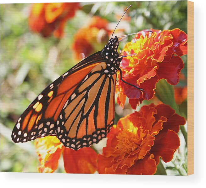 Nature Wood Print featuring the photograph Monarch on Marigold by William Selander