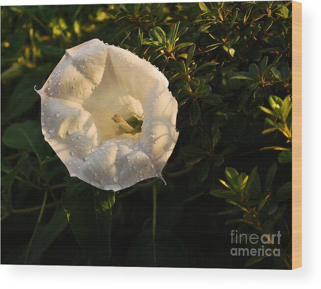Floral Wood Print featuring the photograph Moon Flower by Bob Sample