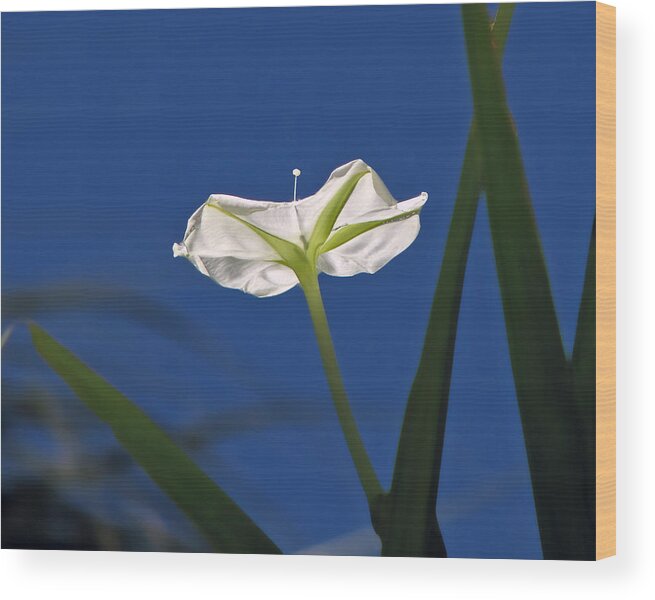 Moonflower Wood Print featuring the photograph Moonflower by Peggy Urban