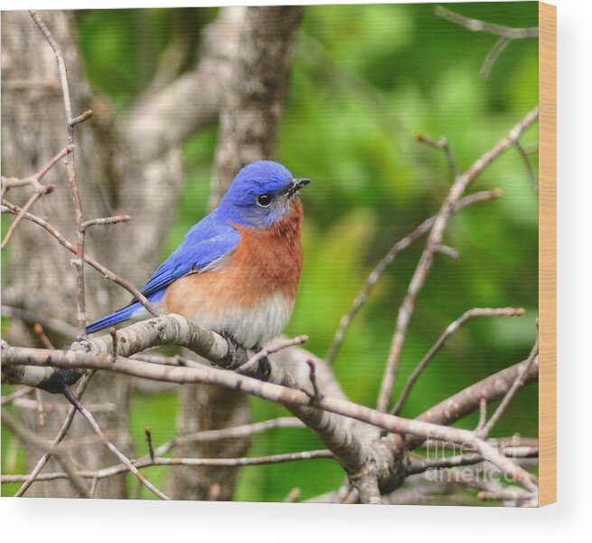 Bluebird Wood Print featuring the photograph Morning Bluebird by Kathy Baccari