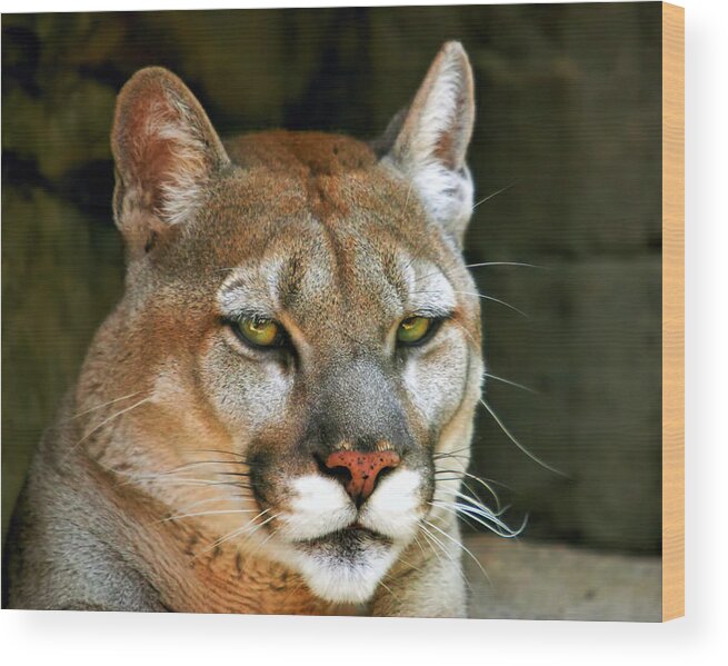 Mountain Lion Wood Print featuring the photograph Mountain Lion by Mary Almond