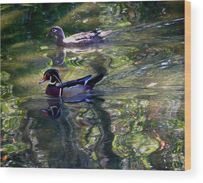 Nature Wood Print featuring the photograph Mr and Mrs P W Duck by Judy Wanamaker