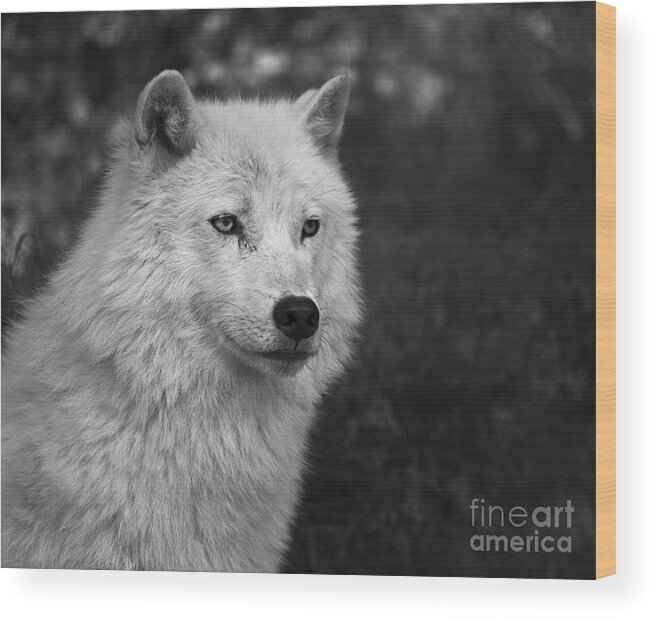 Festblues Wood Print featuring the photograph Mr. Arctic Wolf.. by Nina Stavlund