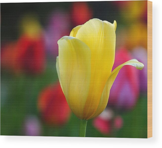 Tulip Wood Print featuring the photograph Muted Colors by Paul Noble