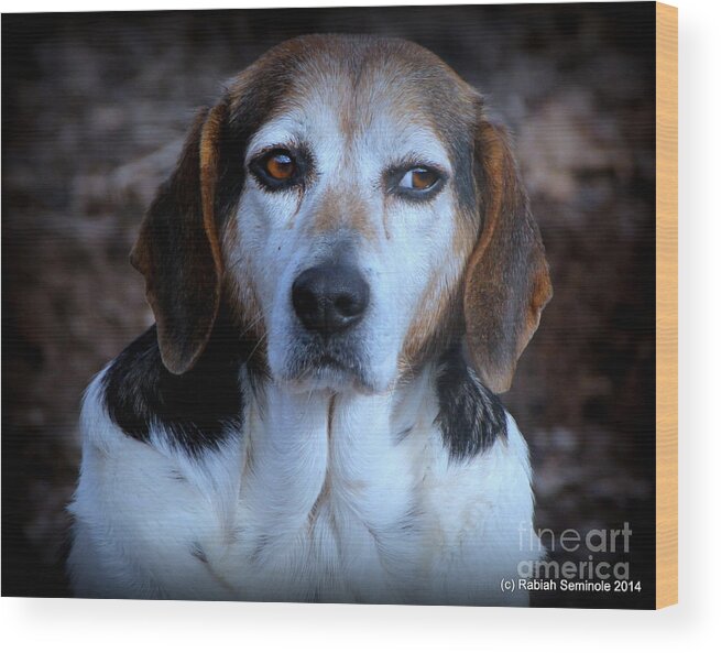 Dog Wood Print featuring the photograph Nelson by Rabiah Seminole